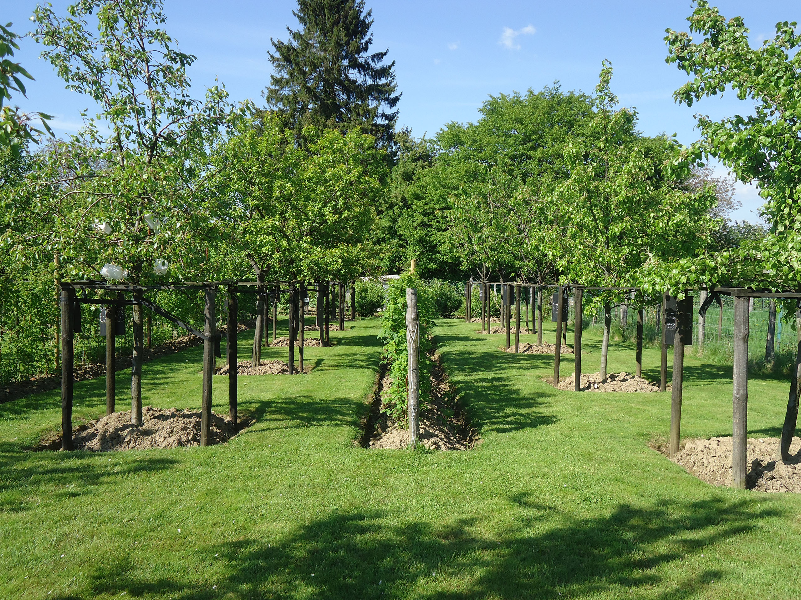 Photo des arbres fruitiers du verger