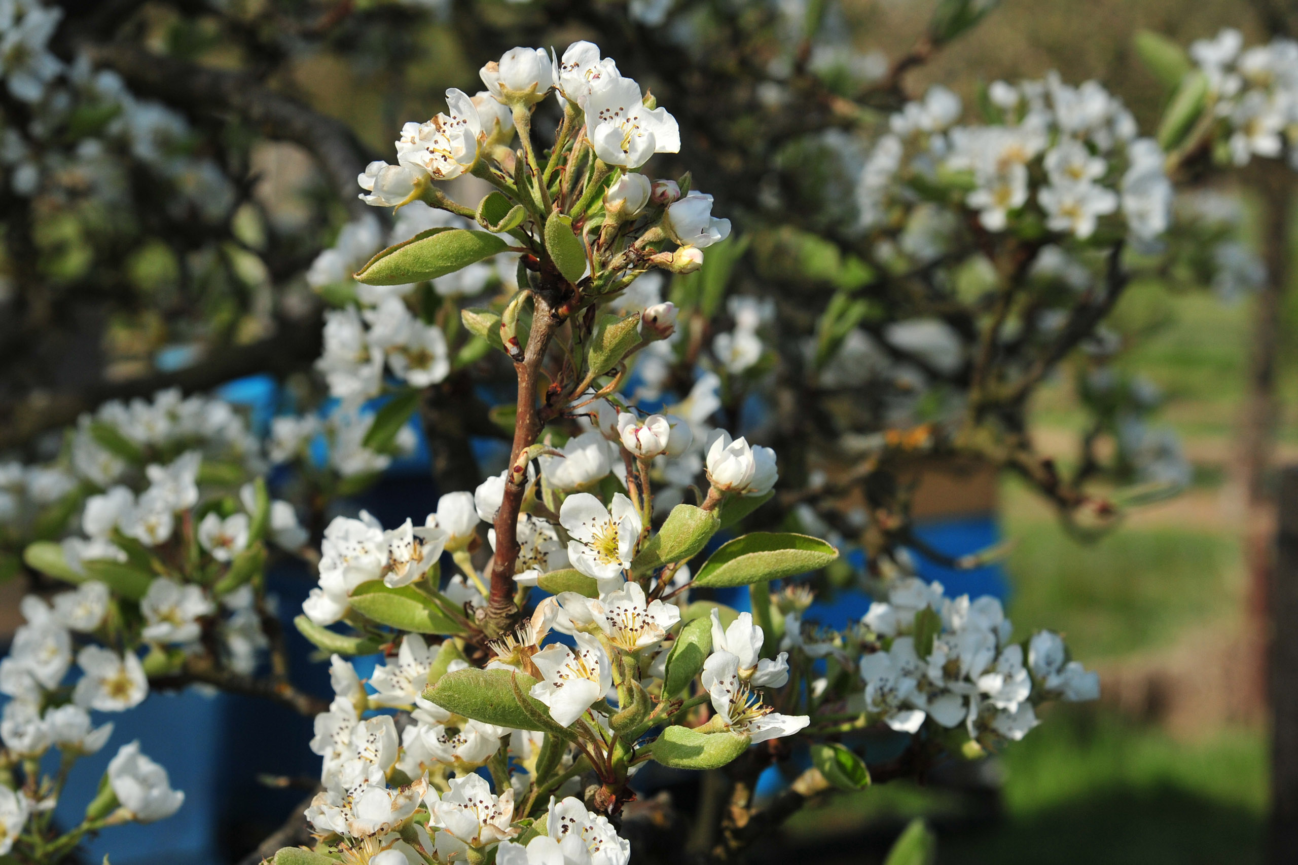 Photo de fleurs blanche