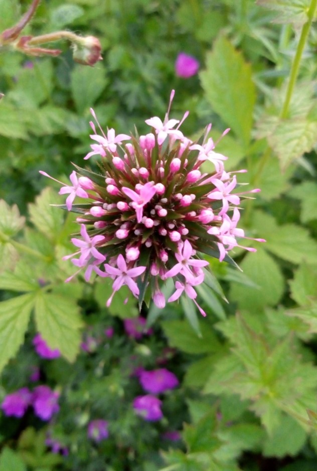 Photo d'une fleur rose