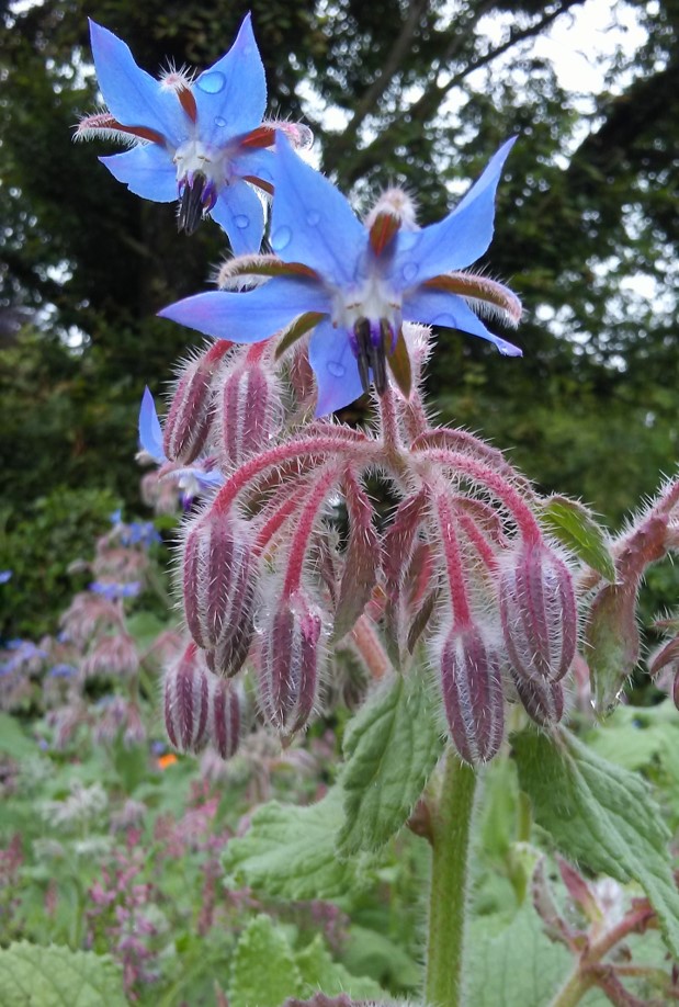 Photo d'une fleur bleue