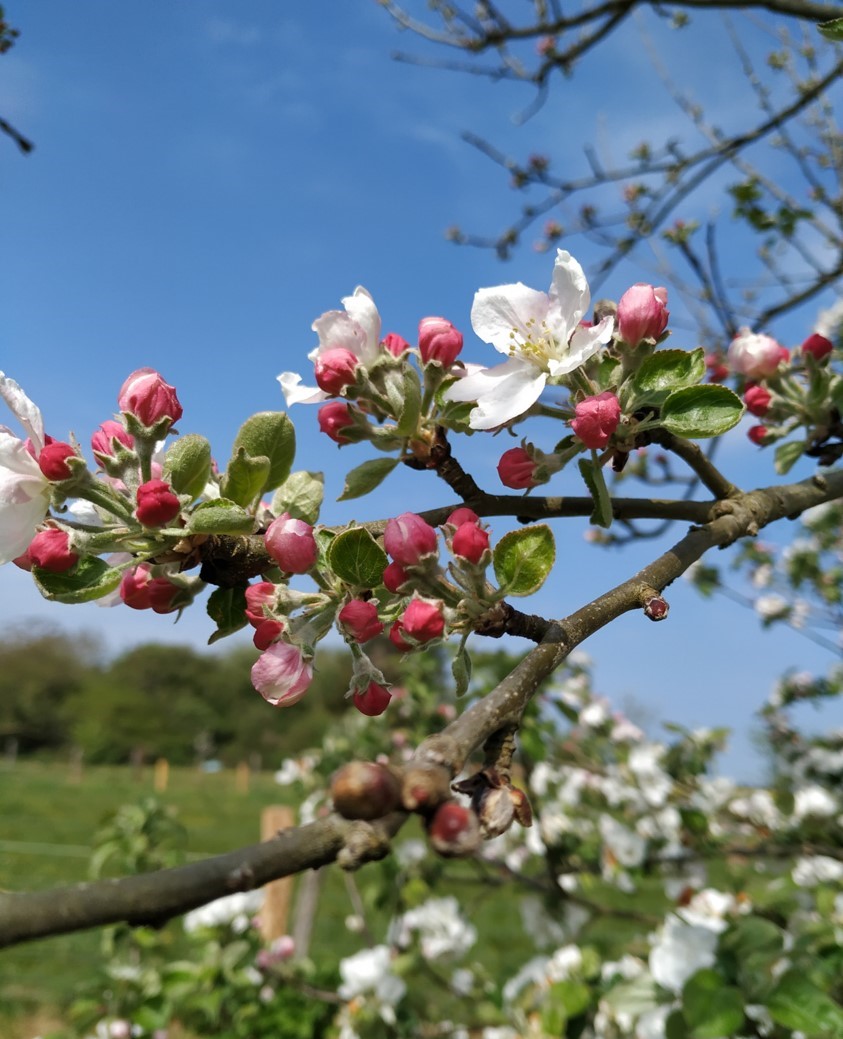 Photo de bourgeons sur un arbre