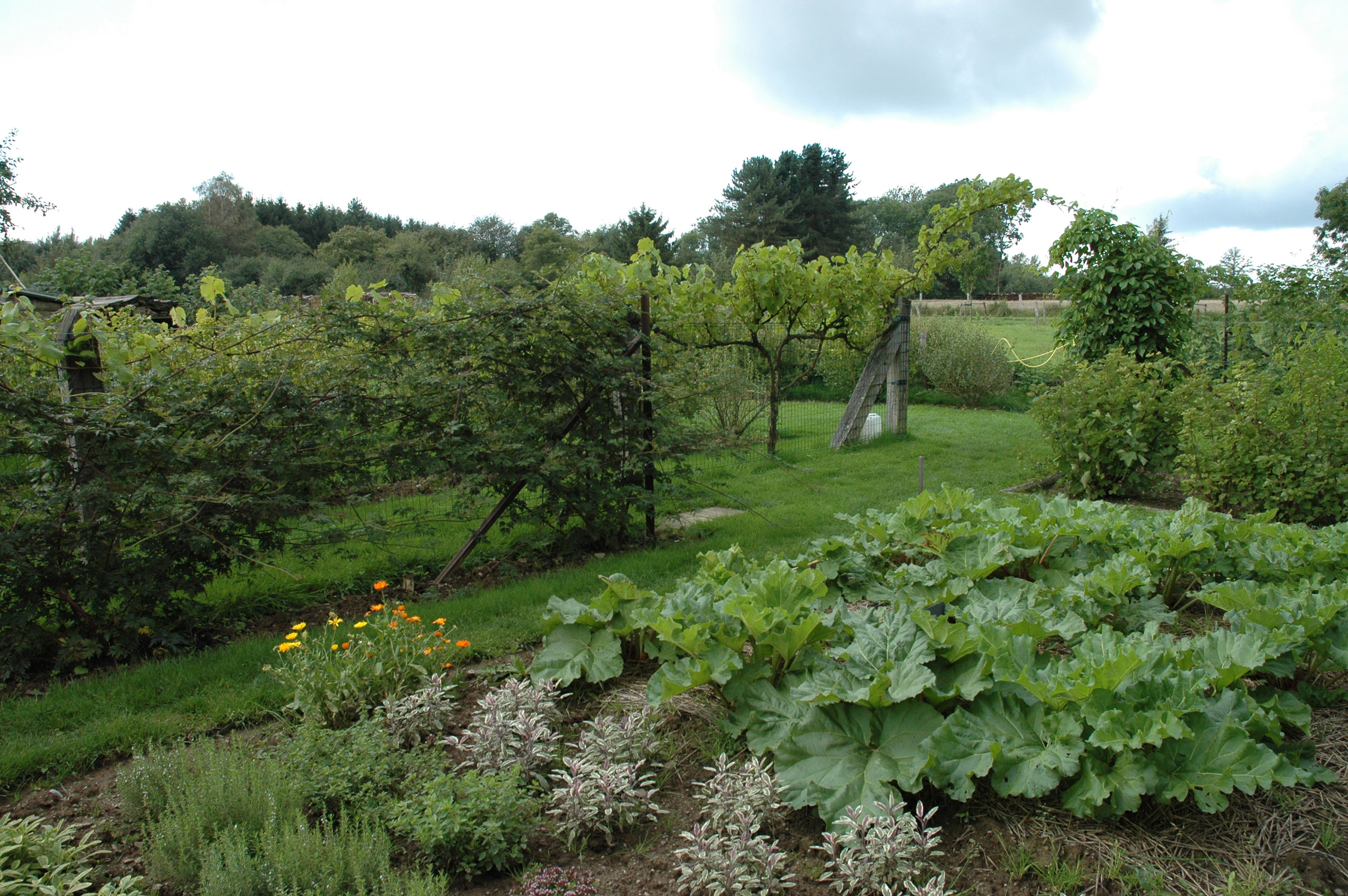 Photo de vignes et aromates